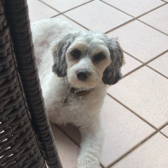 Meet your Posher, Linda - Picture 1 of 1